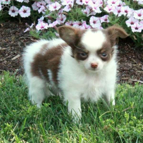 Gizmo, Chihuahua Puppy