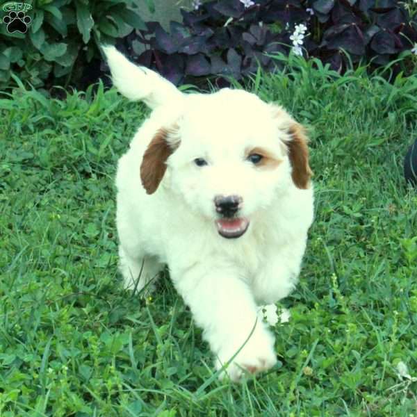 Glory, Miniature Poodle Mix Puppy