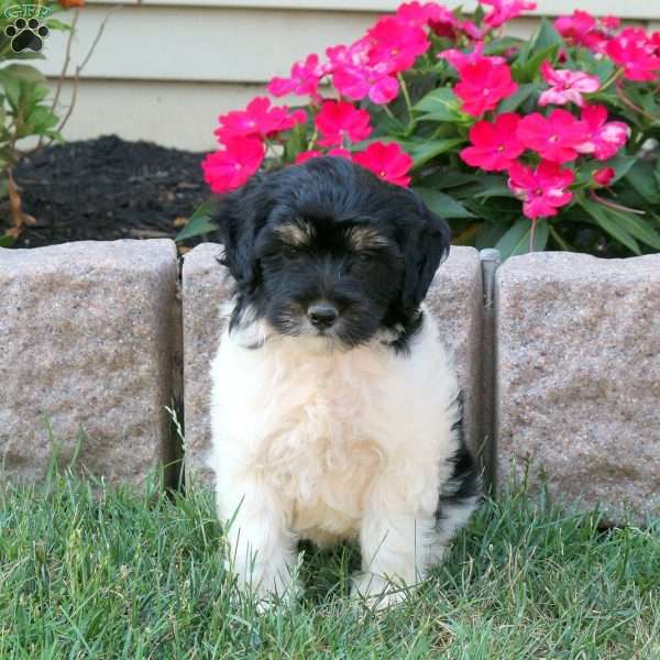 Glory, Mini Goldendoodle Puppy