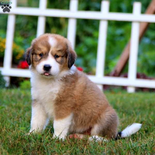 Goldie Locks, Bernese Mountain Dog Mix Puppy