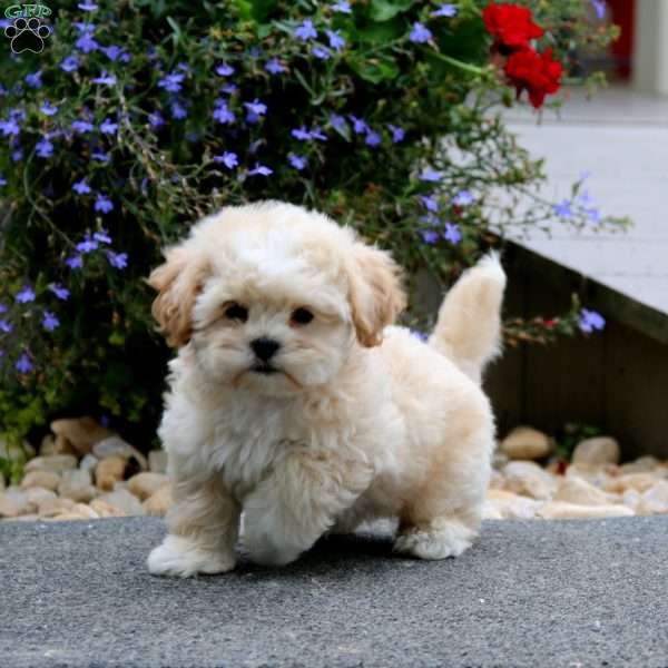 Goldie, Shih-Poo Puppy