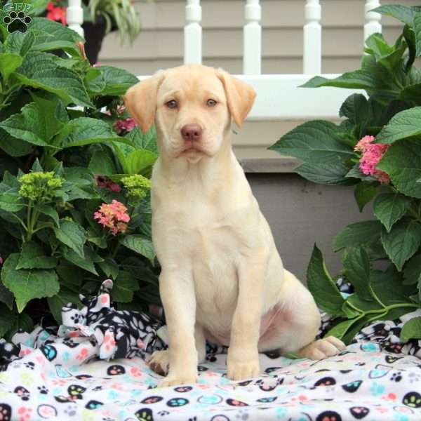 Goldy, Yellow Labrador Retriever Puppy