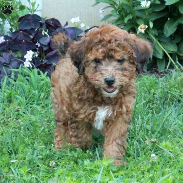 Gooney, Miniature Poodle Mix Puppy