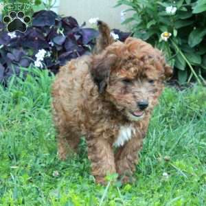 Gooney, Miniature Poodle Mix Puppy