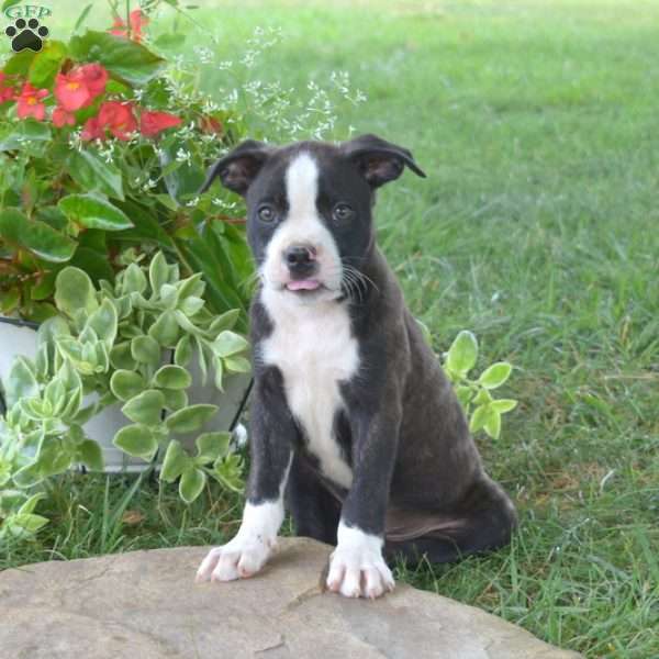 Goose, Boston Terrier Mix Puppy