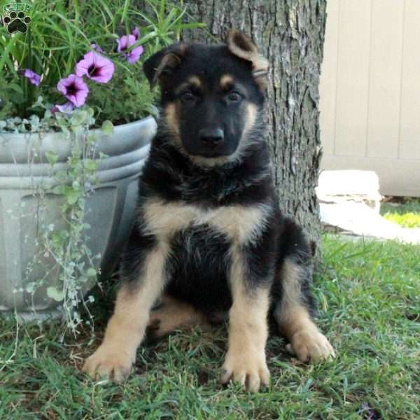 Goose, German Shepherd Puppy