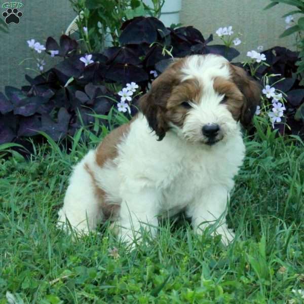 Goose, Miniature Poodle Mix Puppy