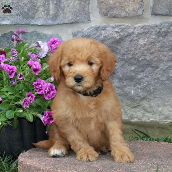 Grace, Goldendoodle Puppy