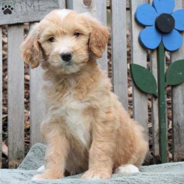 Grace, Goldendoodle Puppy