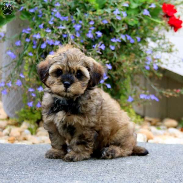 Gracie, Shih-Poo Puppy