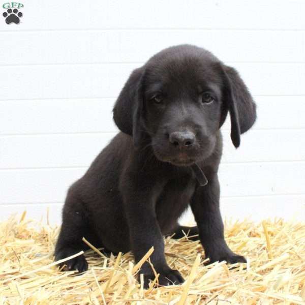 Graham, Labrador Mix Puppy