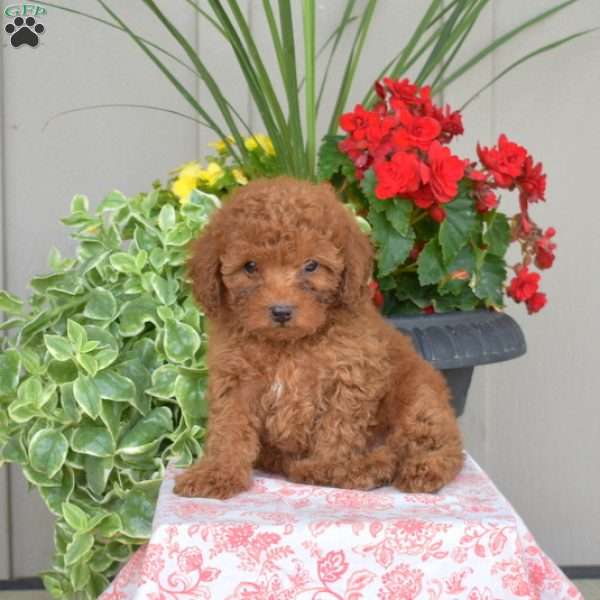 Graham, Yorkie Poo Puppy