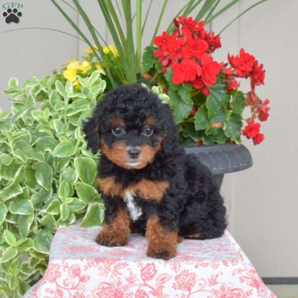 Granola, Yorkie Poo Puppy