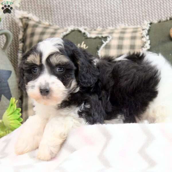 Grant, Maltipoo Puppy