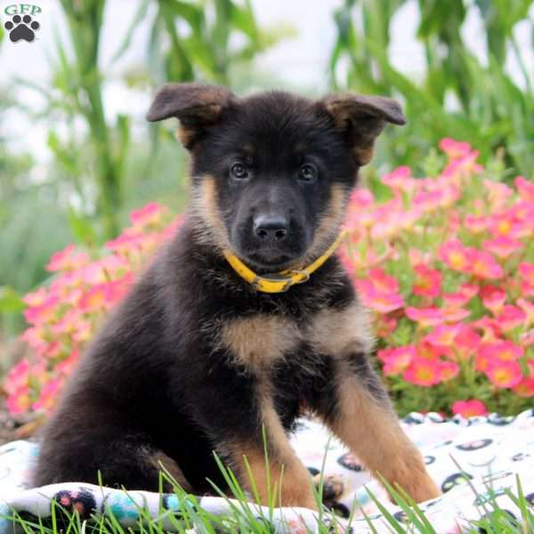 Grant, German Shepherd Puppy