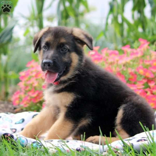 Greg, German Shepherd Puppy