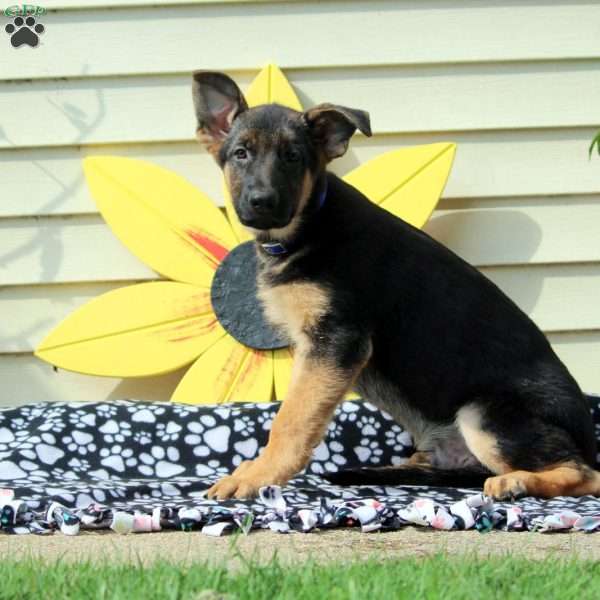 Griffin, German Shepherd Puppy