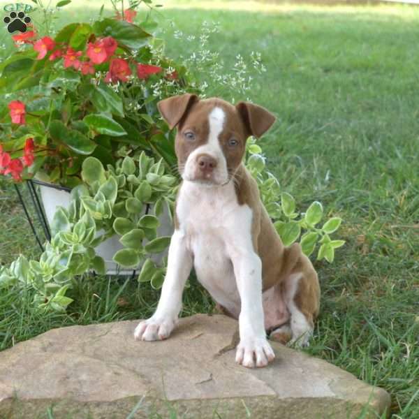 Griffin, Boston Terrier Mix Puppy