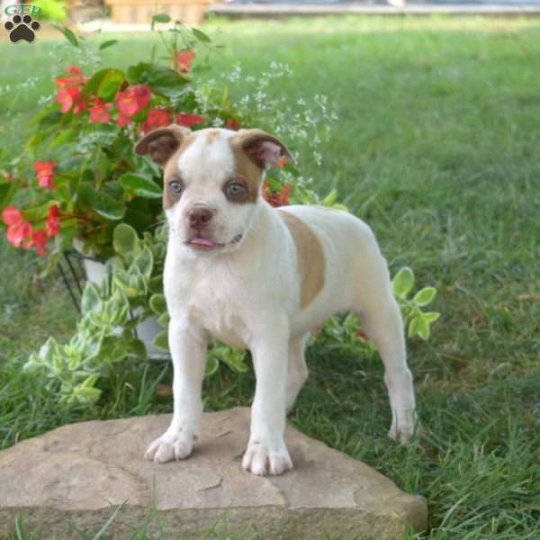 Grizzley, Boston Terrier Mix Puppy