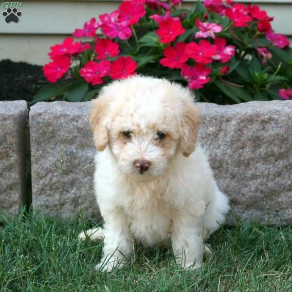 Grizzly, Mini Goldendoodle Puppy