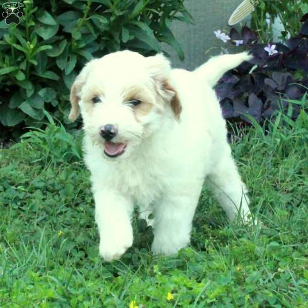 Gus, Miniature Poodle Mix Puppy