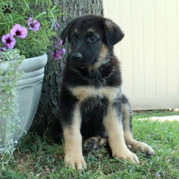 Gus, German Shepherd Puppy