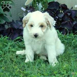 Gus, Miniature Poodle Mix Puppy