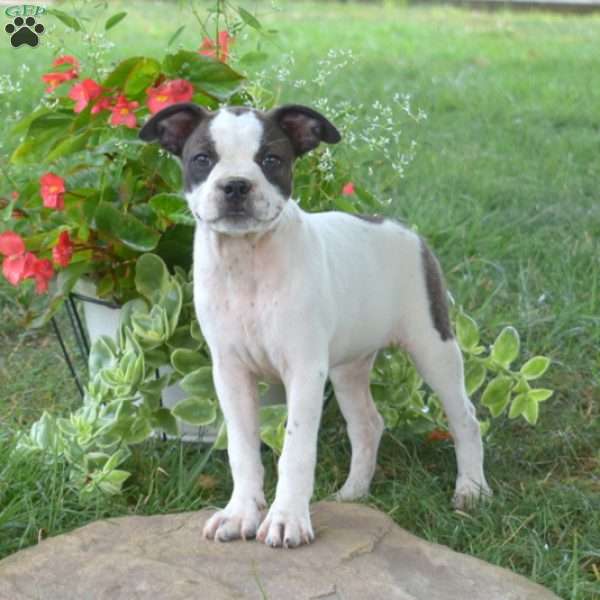 Gypsy, Boston Terrier Mix Puppy