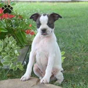 Gypsy, Boston Terrier Mix Puppy