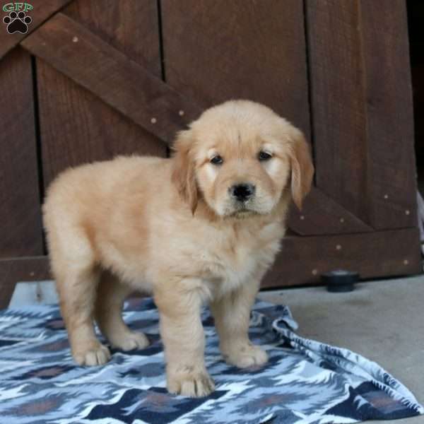 Hadassah, Golden Retriever Puppy