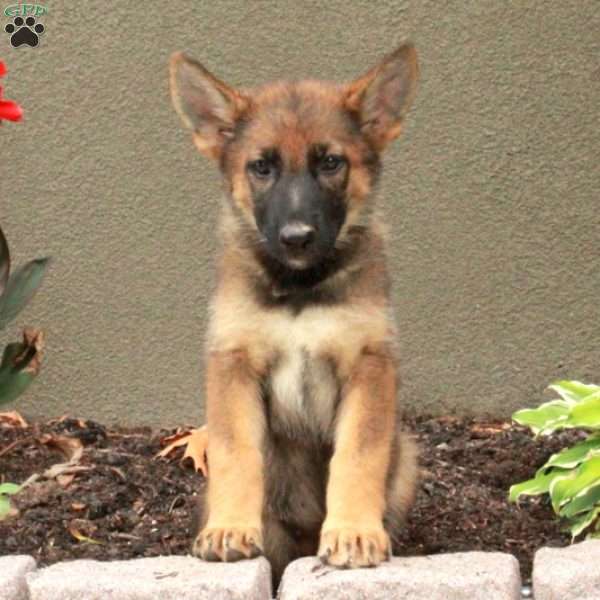 Hadley, German Shepherd Puppy