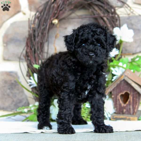 Hailey, Toy Poodle Puppy