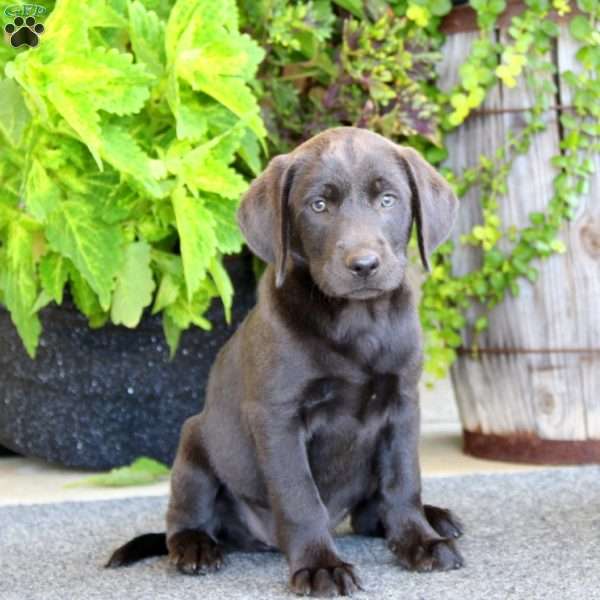 Hailey, Charcoal Labrador Retriever Puppy