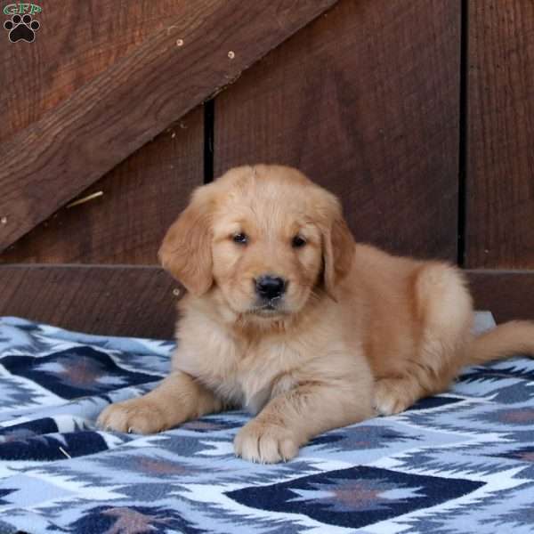 Hailey, Golden Retriever Puppy