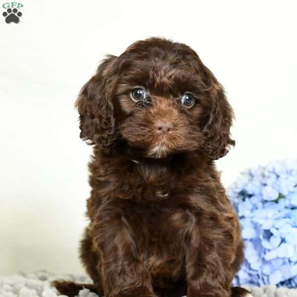 Haley, Cavapoo Puppy