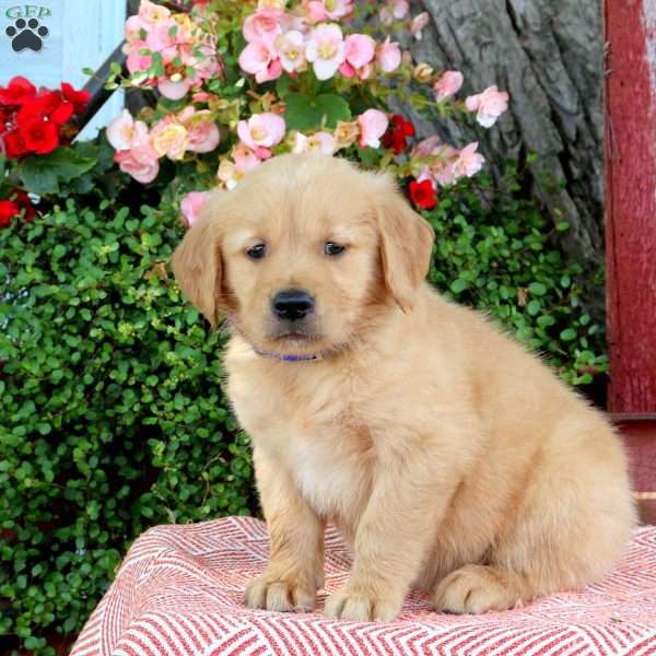 Hank, Golden Retriever Puppy