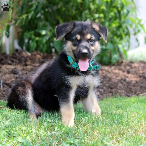 Hank, German Shepherd Puppy