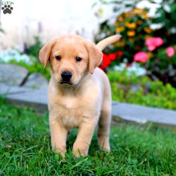 Hank, Yellow Labrador Retriever Puppy