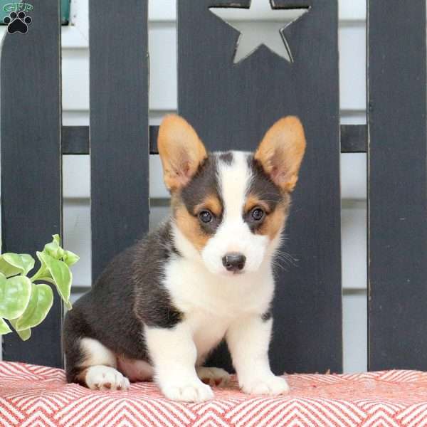 Hannah, Pembroke Welsh Corgi Puppy