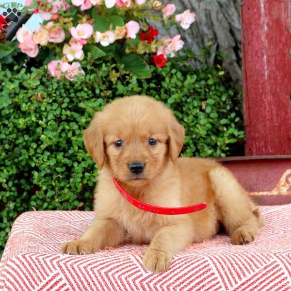 Hannah, Golden Retriever Puppy