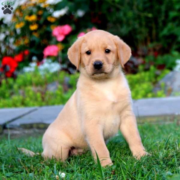 Hannah, Yellow Labrador Retriever Puppy