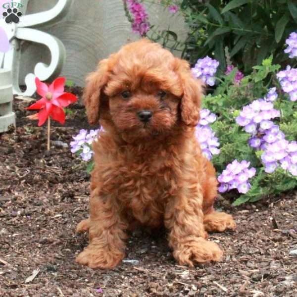 Hansel, Cavapoo Puppy