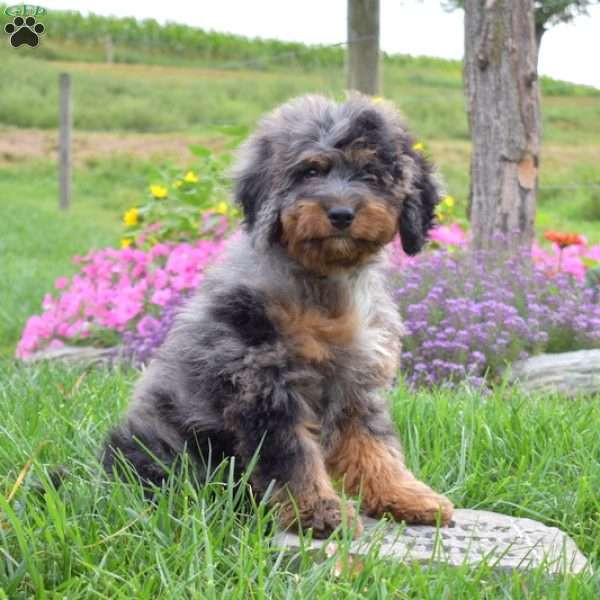 Harbor, Mini Bernedoodle Puppy