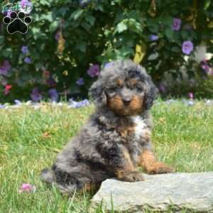 Harbor, Mini Bernedoodle Puppy