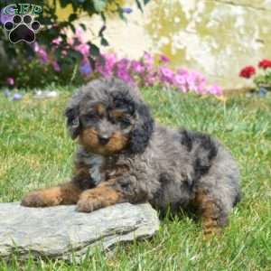 Harbor, Mini Bernedoodle Puppy