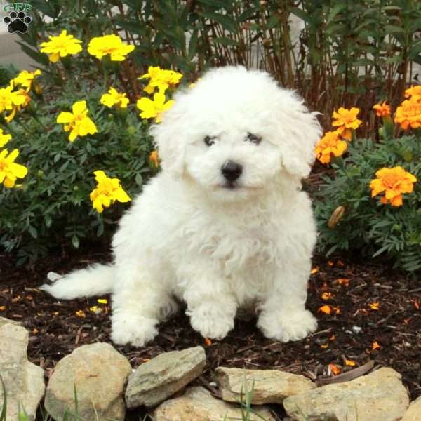 Harley, Bichon Frise Puppy