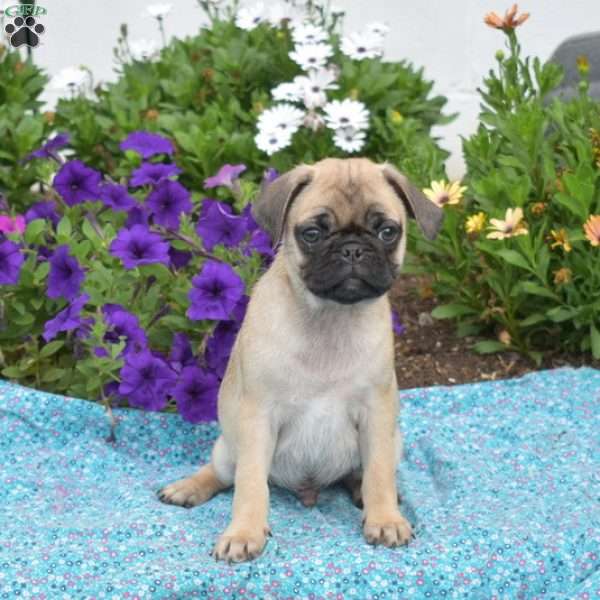 Harley, Pug Puppy