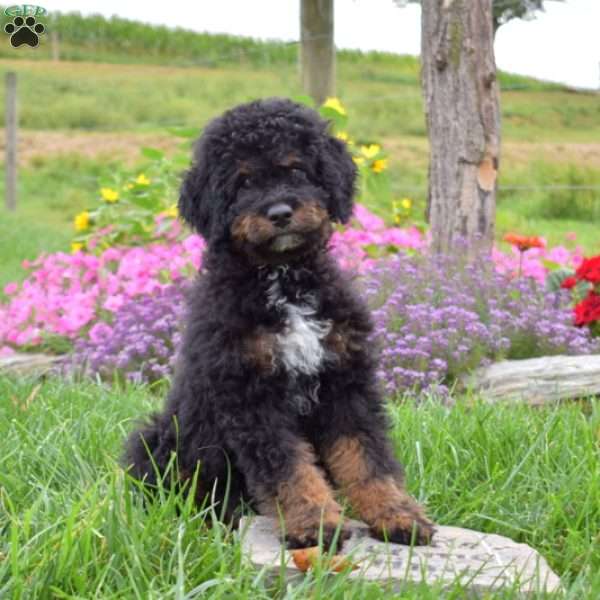 Harley, Mini Bernedoodle Puppy