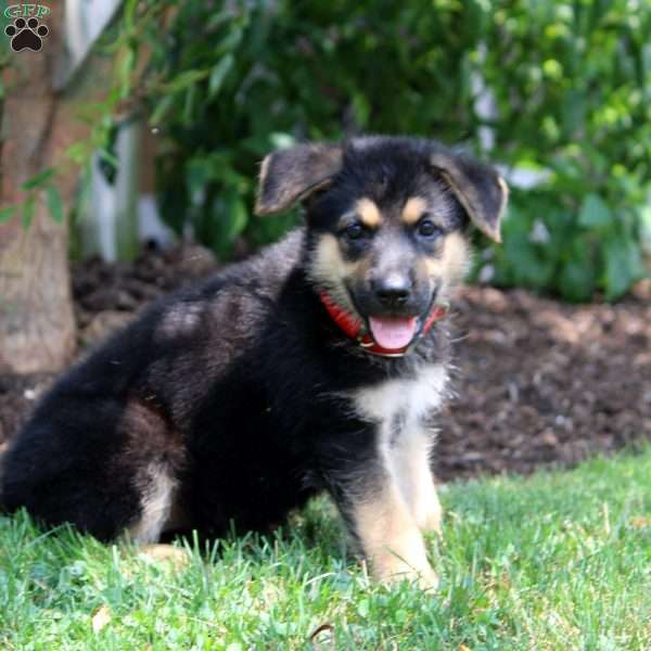 Harlow, German Shepherd Puppy