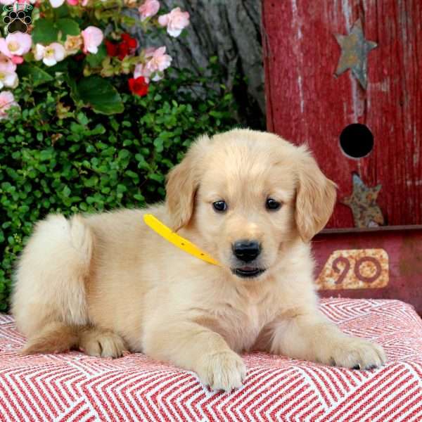 Harmony, Golden Retriever Puppy